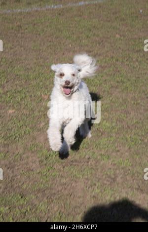 Buon cucciolone in corsa a Prospect Park, Brooklyn, New York. Foto Stock