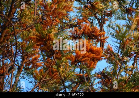 Foglie e fiori di un albero di quercia d'argento all'inizio della primavera Foto Stock