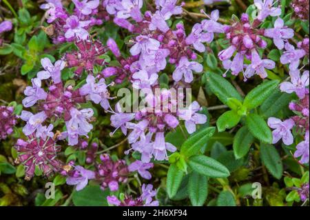 Breckland thyme / Breckland wild thyme / wild thyme / creeping thyme / elfin thyme (Thymus serpyllum) in flower, native to Europe and North Africa Foto Stock
