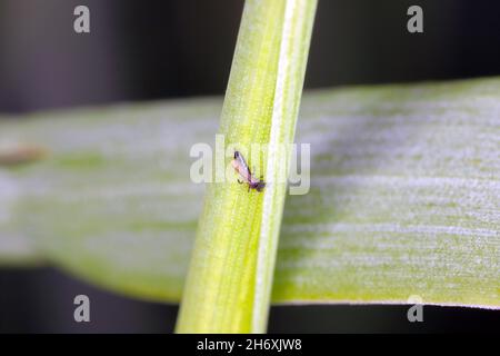 Thrips Thysanoptera su cereali. Si tratta di un pericoloso parassita di colture. Foto Stock