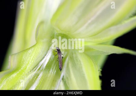 Thrips Thysanoptera su cereali. Si tratta di un pericoloso parassita di colture. Foto Stock