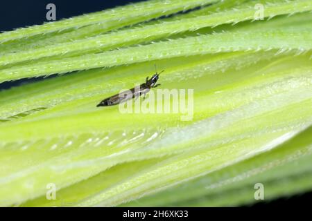 Thrips Thysanoptera su cereali. Si tratta di un pericoloso parassita di colture. Foto Stock