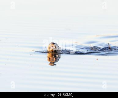 Nuoto Otter River Foto Stock