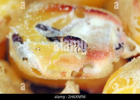 Granelli di mais danneggiati da Rhyzopertha dominica comunemente come trivella di grano minore. Si tratta di un pericoloso parassita di cereali immagazzinati, compreso il mais. Foto Stock