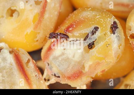 Granelli di mais danneggiati da Rhyzopertha dominica comunemente come trivella di grano minore. Si tratta di un pericoloso parassita di cereali immagazzinati, compreso il mais. Foto Stock