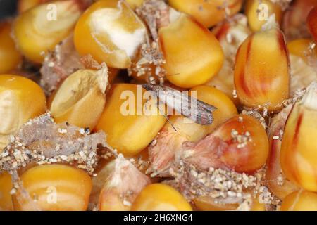 Granaglie di mais danneggiate da pernosi indiana Plodia interpunctella. Tela di ciottoli visibile, gocciolamenti, grani danneggiati e una falena. Foto Stock