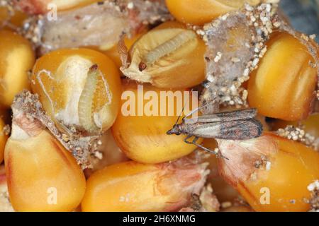 Granaglie di mais danneggiate da pernosi indiana Plodia interpunctella. Tela di ciottoli visibile, gocciolamenti, grani danneggiati, bruchi, falene e uova sul grano. Foto Stock