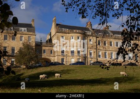 Pascolo di pecore in campo di fronte alla mezzaluna storica nella città di Bath, patrimonio dell'umanità dell'UNESCO, nel Somerset, Regno Unito. Foto Stock