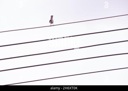 Un uccello solista siede su linee di cavi di alimentazione, come una nota su un campo musicale, su uno sfondo bianco. Foto Stock