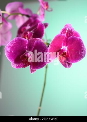 Photo HD mostra un primo piano di un fiore di orchidea viola. L'immagine mostra chiaramente la struttura del fiore di orchidea. Bei colori contrastanti aspetto io Foto Stock