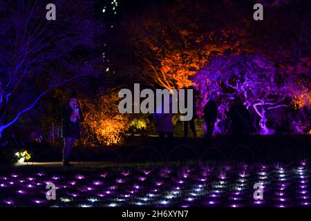 Il "Christmas Glow" si illumina al RHS Garden Wisley di Woking, Surrey. Data immagine: Giovedì 18 novembre 2021. Foto Stock