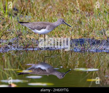 Comune Sandpiper camminare in acqua con un riflesso sull'acqua in una palude con ninfee d'acqua e uno sfondo sfocato nel suo ambiente e habitat. Foto Stock