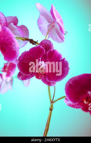 Photo HD mostra un primo piano di un fiore di orchidea viola. L'immagine mostra chiaramente la struttura del fiore di orchidea. Bei colori contrastanti aspetto io Foto Stock