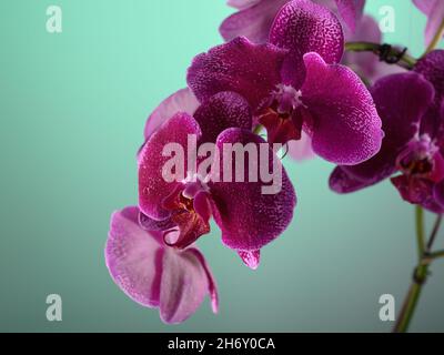 Photo HD mostra un primo piano di un fiore di orchidea viola. L'immagine mostra chiaramente la struttura del fiore di orchidea. Bei colori contrastanti aspetto io Foto Stock