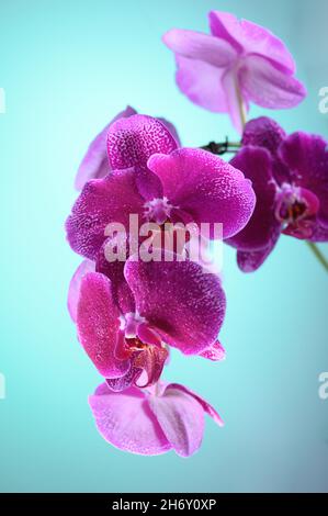 Photo HD mostra un primo piano di un fiore di orchidea viola. L'immagine mostra chiaramente la struttura del fiore di orchidea. Bei colori contrastanti aspetto io Foto Stock