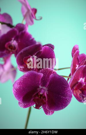 Photo HD mostra un primo piano di un fiore di orchidea viola. L'immagine mostra chiaramente la struttura del fiore di orchidea. Bei colori contrastanti aspetto io Foto Stock