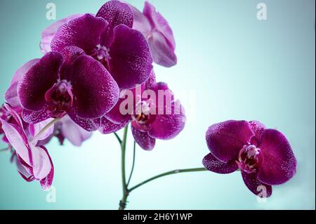 Photo HD mostra un primo piano di un fiore di orchidea viola. L'immagine mostra chiaramente la struttura del fiore di orchidea. Bei colori contrastanti aspetto io Foto Stock