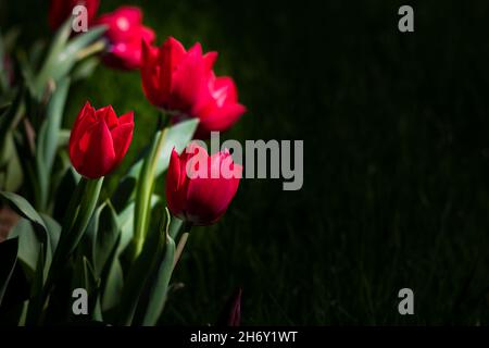 Tulipani rossi. Tulipani rossi isolati su sfondo nero con spazio copia. Foto di sfondo in fiore o fiore di primavera. Foto Stock