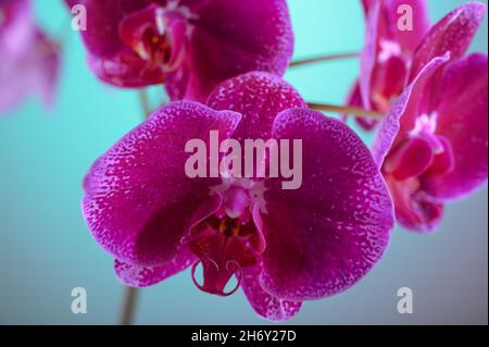 Photo HD mostra un primo piano di un fiore di orchidea viola. L'immagine mostra chiaramente la struttura del fiore di orchidea. Bei colori contrastanti aspetto io Foto Stock