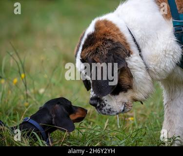 Dachshund in miniatura con capelli lisci incontra San Bernardo Foto Stock