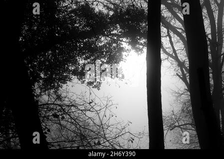 Scena cupa presa in un bosco in una mattinata di nebbia, il sole non può sciogliere la nebbia e i rami delle piante assumono forme insolite e spaventose. Foto Stock