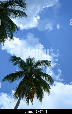 Questa foto di una palma che si estende nel cielo è stata presa dalla spiaggia dell'oceano atlantico. La foto mostra magnifiche nuvole e la texture o Foto Stock