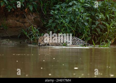 Una Jaguar che nuota in un fiume del Nord Pantanal, Brasile Foto Stock