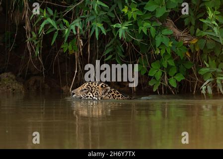 Una Jaguar che nuota in un fiume del Nord Pantanal, Brasile Foto Stock