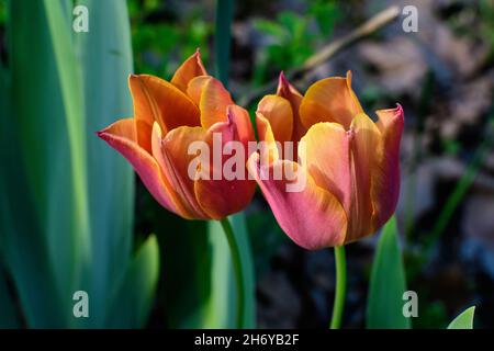 Due tulipani arancioni vividi in fiore in un giardino di primavera soleggiato, bellissimo sfondo floreale all'aperto fotografato con fuoco selettivo Foto Stock