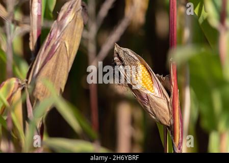 Mais sulla pannocchia sullo stelo prima della raccolta. Mais maturo nel campo. Grani di grano d'oro nelle foglie verde-rosse della pianta. Foto Stock