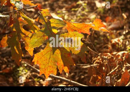 Il sole splende attraverso foglie di caduta a chiazze con sfondo sfocato Foto Stock