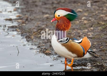 Primo piano di anatra mandarino esotica in piedi al bordo delle acque Foto Stock