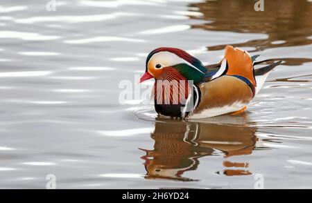 Primo piano di un'esotica anatra mandarina sullo stagno Foto Stock