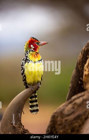 barbet rosso e giallo (Trachyphonus eritrocephalus) in piedi sul cranio di un bufalo Foto Stock