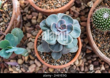 Vista dall'alto di Echeveria Tippy Pink Tip Pointy Lotus Succulent in pentola seduta su ghiaia circondata da altri succulenti - fuoco selettivo Foto Stock