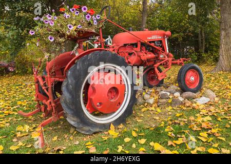 Trattore rosso McCormick Farmall Cub decorato con fiori viola e rosso Petunia in autunno Foto Stock