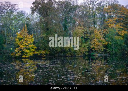 Alberi dai colori delle foglie autunnali lungo la riva di un lago Foto Stock