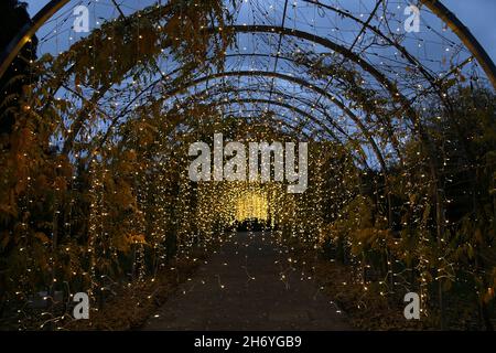 Woking, Regno Unito, 18 novembre 2021. Wisteria Walk. Glow 2021 preview Evening, RHS Garden Wisley, Woking, Surrey, Inghilterra, gran Bretagna, Regno Unito, Regno Unito, Europa. Ora illuminazioni natalizie annuali nel giardino di punta della Royal Horticultural Society. Apre al pubblico venerdì 19 novembre 2021 e prosegue fino al 4 gennaio 2022. Crediti: Ian Bottle/Alamy Live News Foto Stock