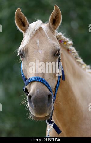 MIRACOLI NELLA MANE. Colorati fiori estivi nella mana di un giovane cavallo morgan purebred Foto Stock