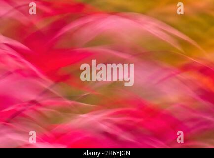 Immagine astratta di un acero rosso in autunno Foto Stock