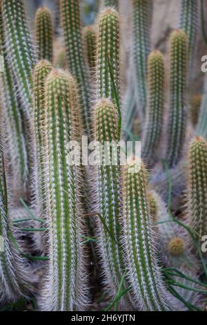 Primo piano di Oreocereus cactus. Foto Stock
