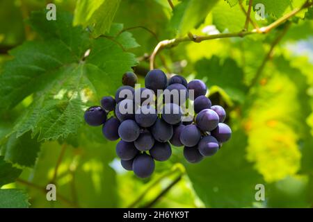 Uve nere su un solido sfondo di foglie di vite verdi. Mazzo carino Foto Stock