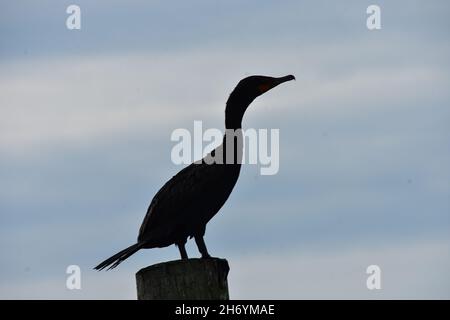 Silhouette di un cormorano a doppio crestio (Phalacrocorax auritus) in piedi su un palato. Spazio di copia. Foto Stock