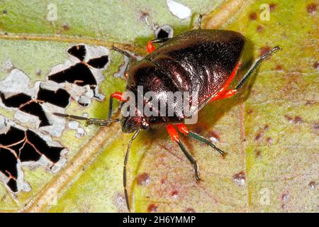 Jewel Bug, noto anche come Metallic Shield Bug, Lampromicra aerea. Coffs Harbour, New South Wales, Australia Foto Stock