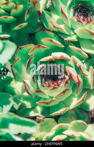 Green Sempervivum tectorum pianta, primo piano. Impianti interni. Sfondo, trama. Foto Stock