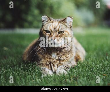 Primo piano di un gatto in un giardino durante il giorno Foto Stock