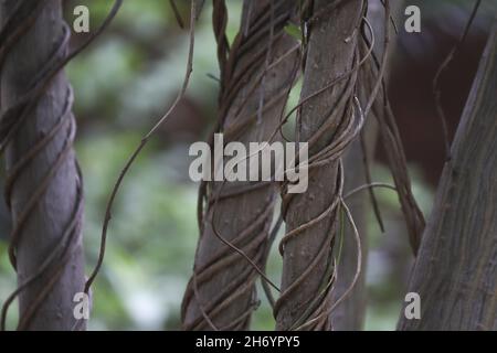 Messa a fuoco selettiva di tronchi di alberi sottili con barrette testurizzate Foto Stock