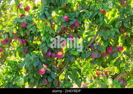 Prugne mature su alberi Foto Stock