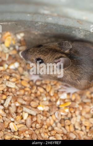 Mouse in legno o mouse da campo a coda lunga (Apodemus sylvaticus). Occhi, orecchie, naso, vibrissae. Organi vitali per la sopravvivenza di un piccolo vulnerabile, terres Foto Stock