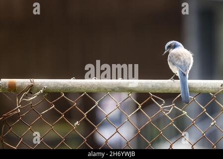 Fuoco selettivo sparato di un uccello magpie con le alette di Azure arroccato su una recinzione Foto Stock